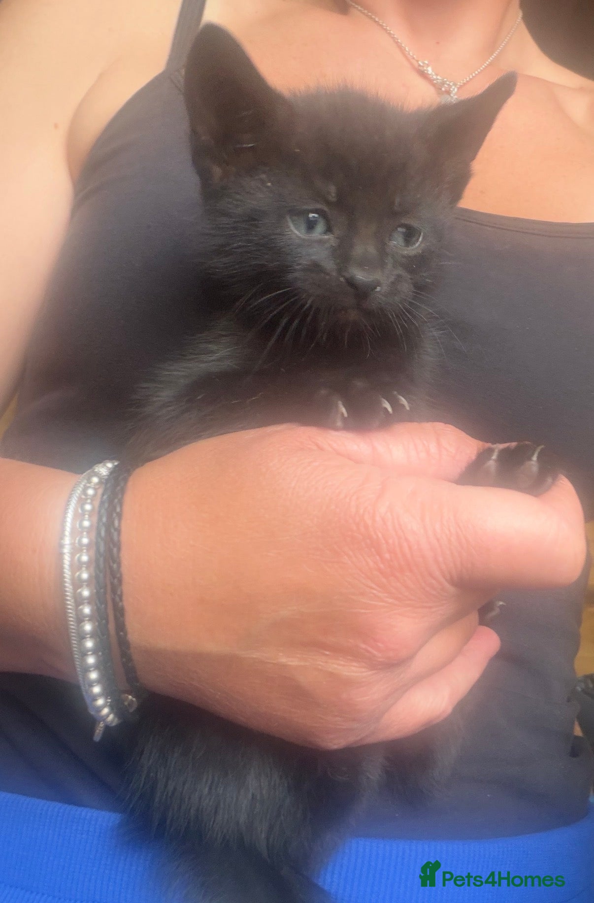 Mixed Breed cats Beautiful Kittens - Advert 2