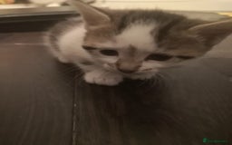 Mixed Breed cats for sale: 5 kittens  - Image 5
