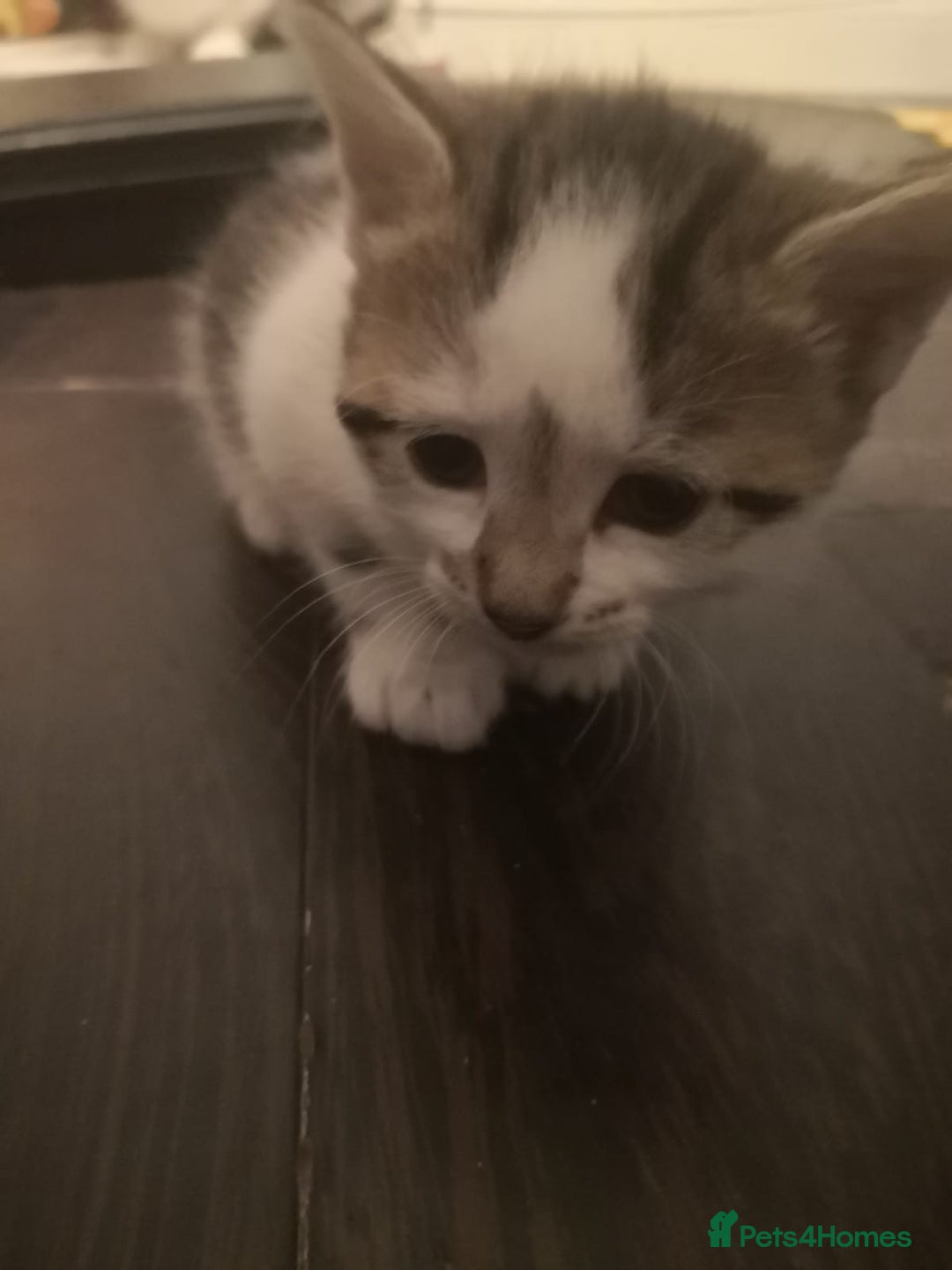 Mixed Breed cats for sale: 5 kittens  - Image 5