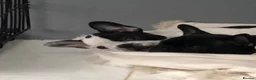 French Bulldog dogs for stud: French bulldog stud  - Advert 21