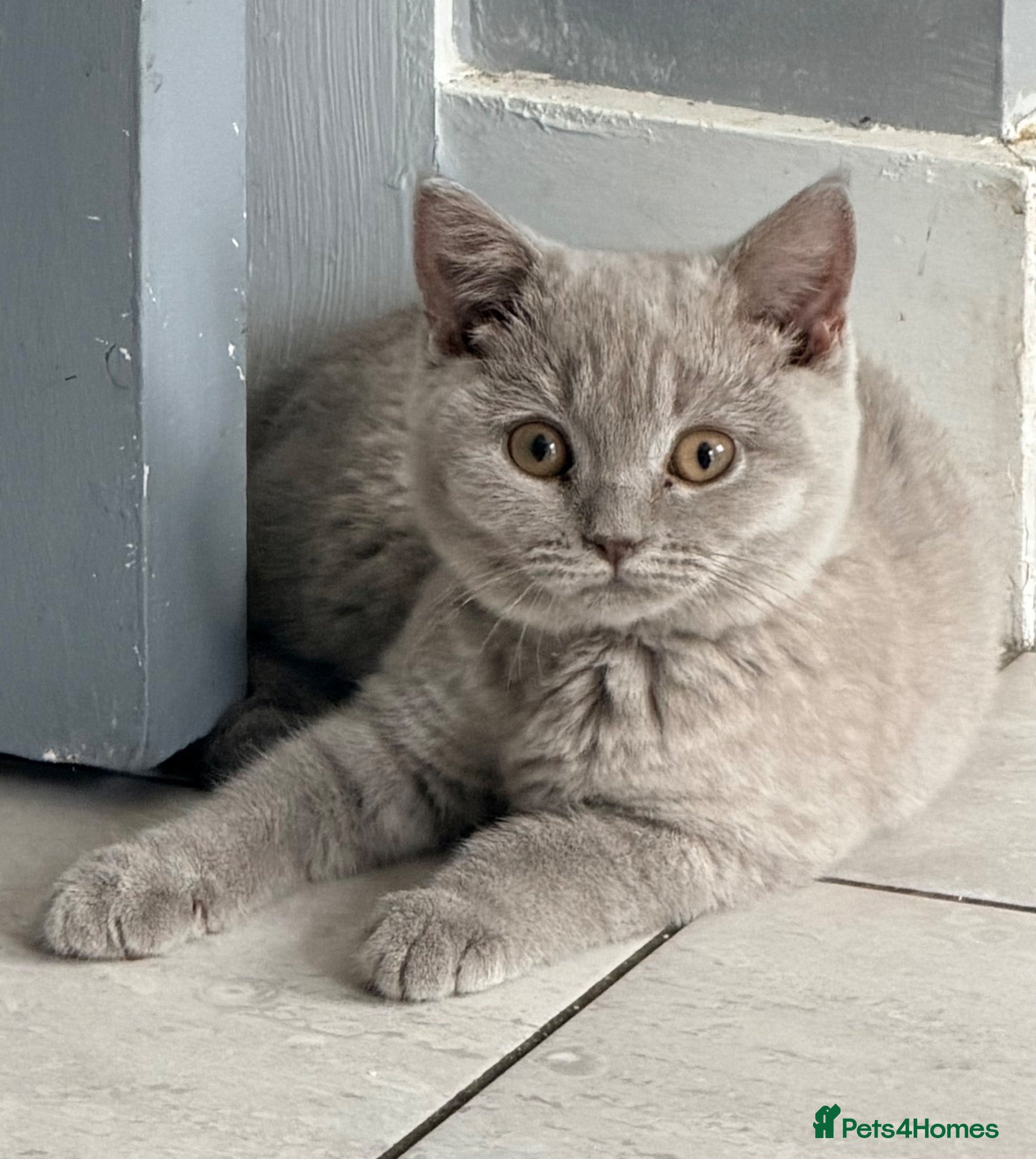 British Shorthair cats FOUR BRITISH SHORTHAIR KITTENS FOR SALE - Advert 1