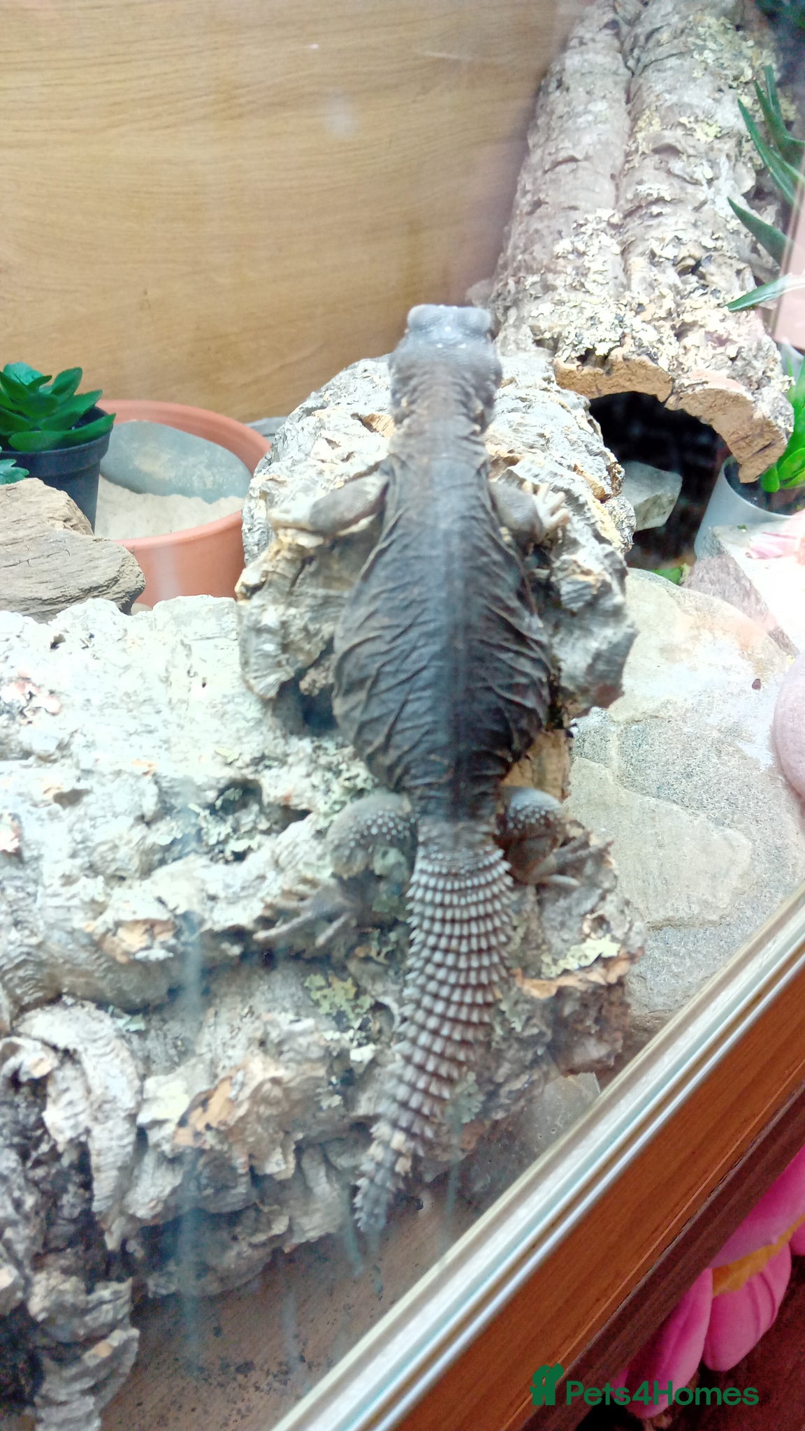 Lizard reptiles for sale: Egyptian uromastyx  - Advert 4