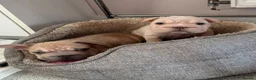 French Bulldog dogs for sale: French bulldog puppies Ready Now! - Advert 5