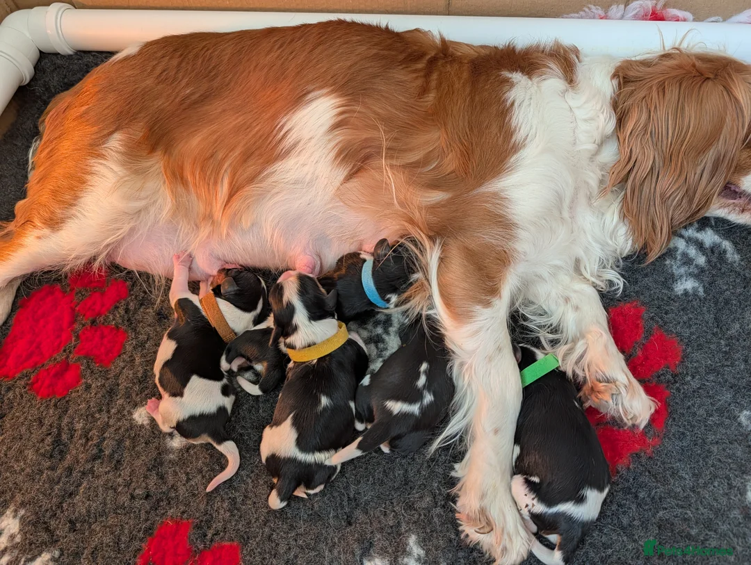 Cavalier King Charles Spaniel dogs for sale: LAST DNA TESTED CAVALIER KING CHARLES SPANIEL - Advert 2