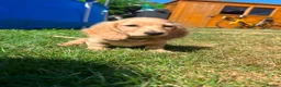 Miniature Dachshund dogs for sale: Longhaired miniature dachshund  - Advert 6