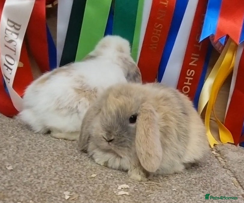 Mini Lop rabbits Gorgeous mini lops babies - Advert 2