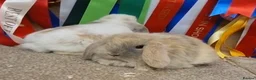 Mini Lop rabbits for sale: Gorgeous mini lops babies - Advert 2