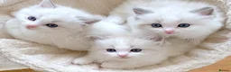 Ragdoll cats for sale: READY NOW ***** INDOOR PEDIGREE RAGDOLL KITTENS - Advert 14