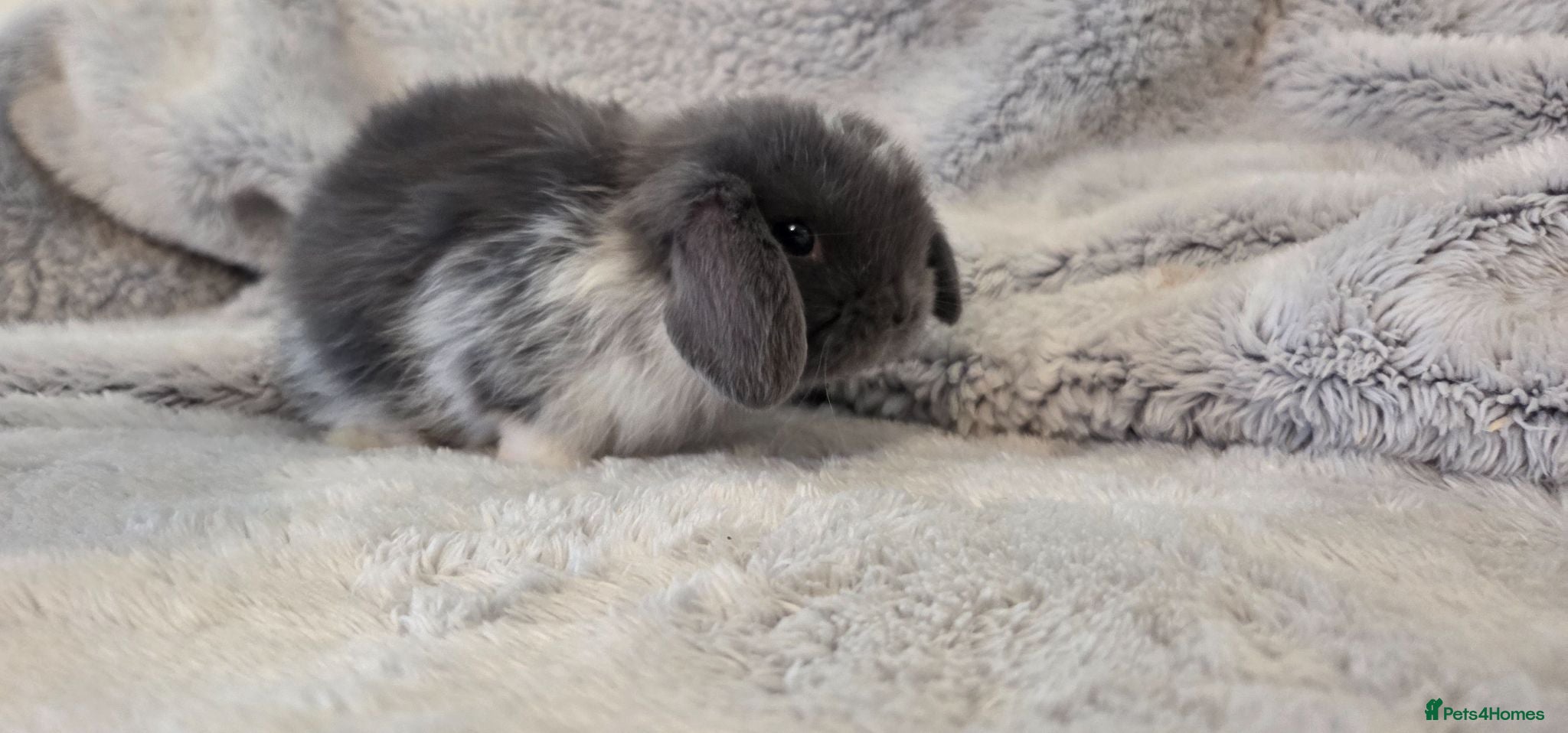 Mini Lop rabbits 3 left Mini lop  - Advert 20