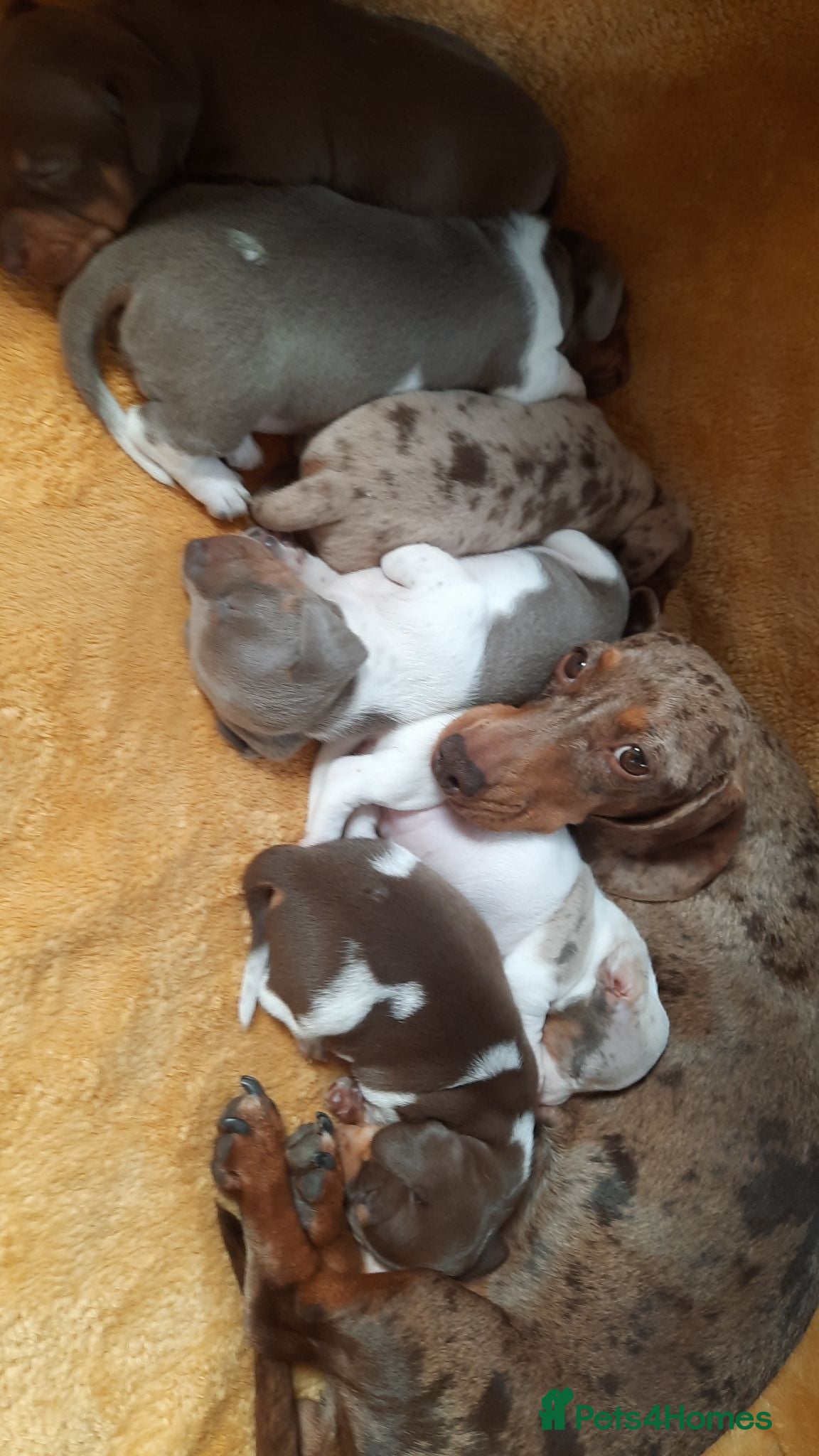 Miniature Dachshund dogs Beautiful mix of miniature dachshund/dapple/piebal - Advert 1