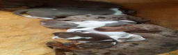Miniature Dachshund dogs for sale: Beautiful litter of miniature dachshunds.9weeksold - Advert 21