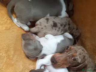 Miniature Dachshund dogs Beautiful mix of miniature dachshund/dapple/piebal - Advert 1