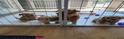 Maltipoo dogs for sale: Beautiful Very Tiny F1B maltipoos - Advert 17