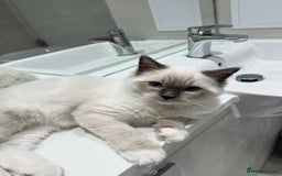 Ragdoll cats for sale: TICA RARE ENTIRE MALE! BLUE POINT MIT CHAMP BLOOD - Image 2
