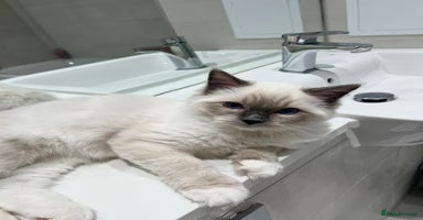 Ragdoll cats - Advert 13