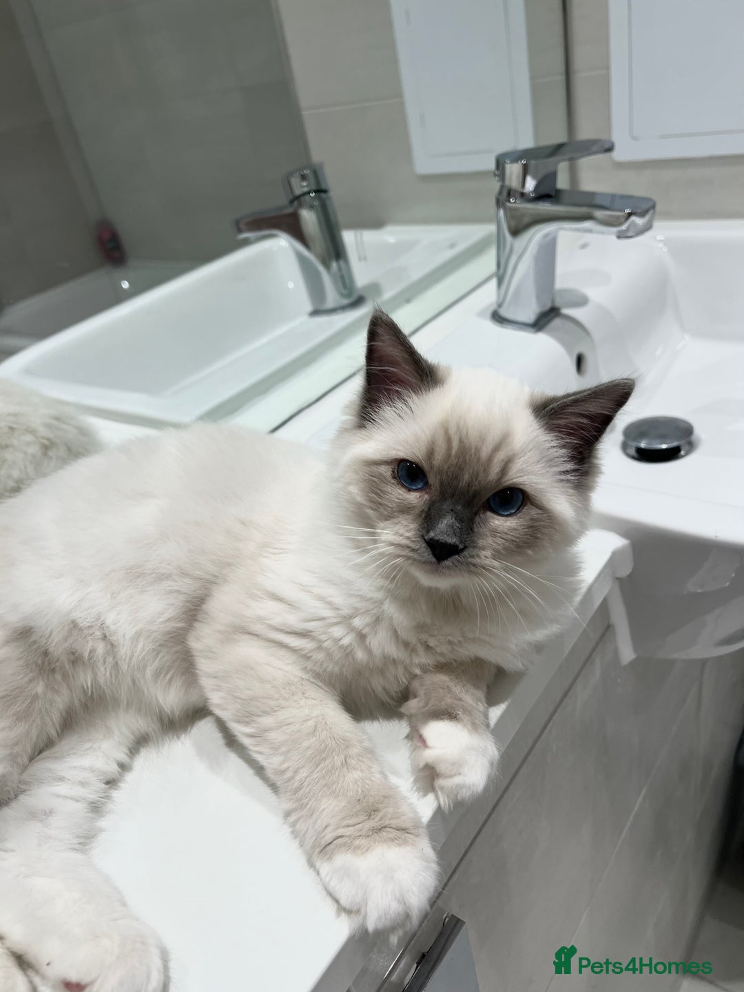 Ragdoll cats for sale: TICA RARE ENTIRE MALE! BLUE POINT MIT CHAMP BLOOD - Image 2