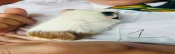 Guinea Pig rodents for sale: Baby guinea pigs  - Advert 4