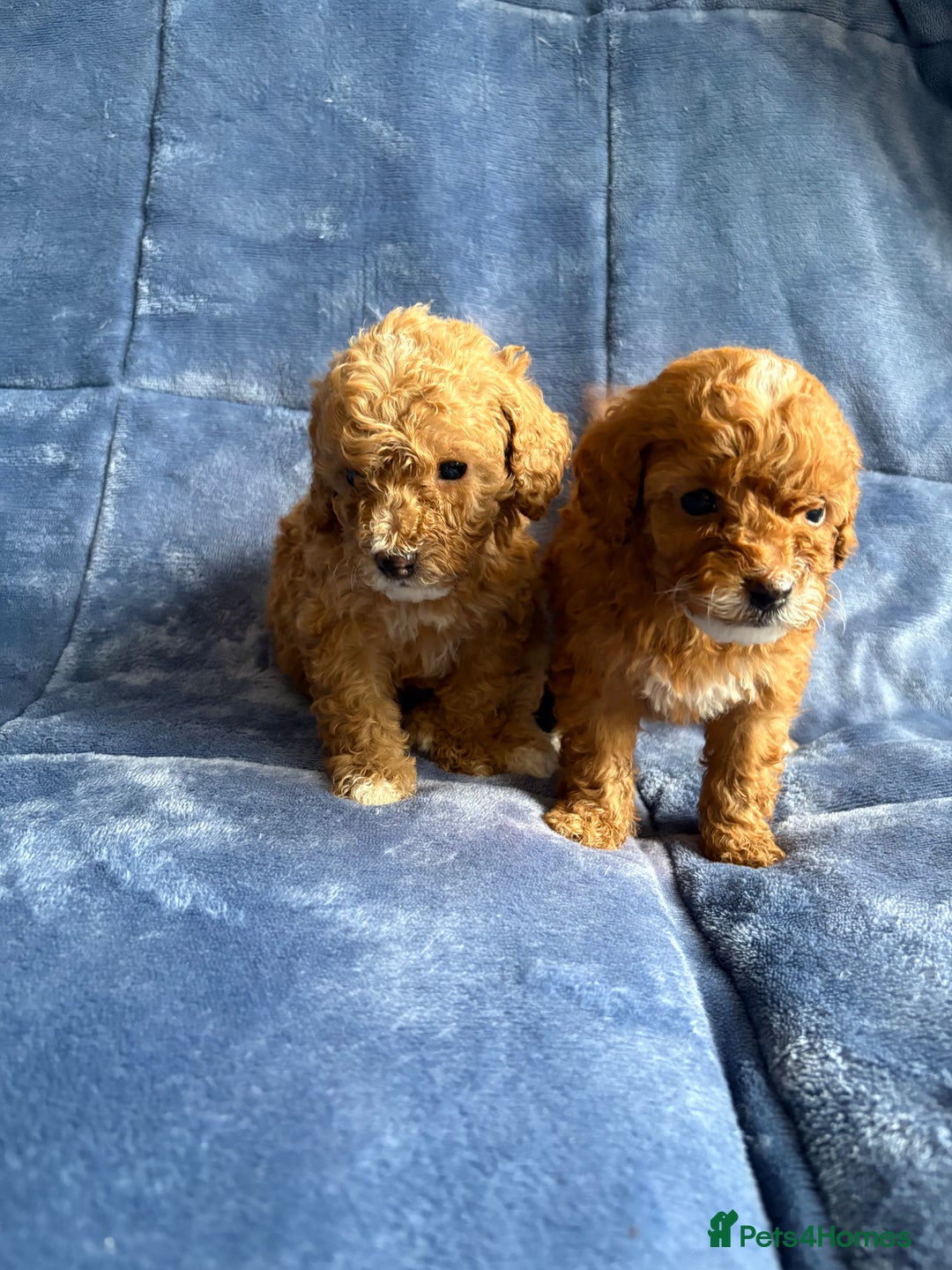 Cavapoo dogs for sale: Gorgeous cavapoo puppys - Image 4