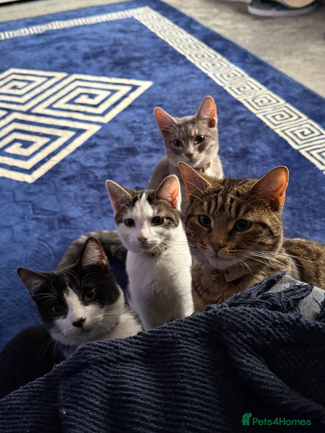 Mixed Breed cats for sale: 2 beautiful kittens  - Advert 1