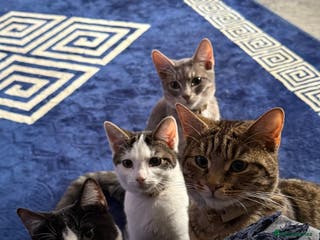 Mixed Breed cats 2 beautiful kittens - Advert 1