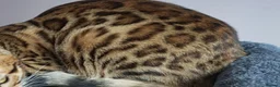 Bengal cats for sale: Superb Active Reg Bengal Girl - Advert 4