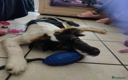 Mixed Breed dogs for adoption: Tilda  - Image 23