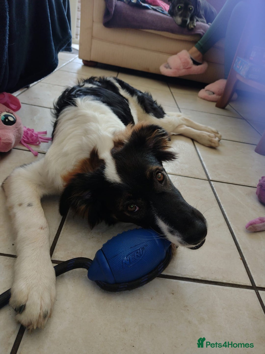 Mixed Breed dogs for adoption: Tilda  - Image 23