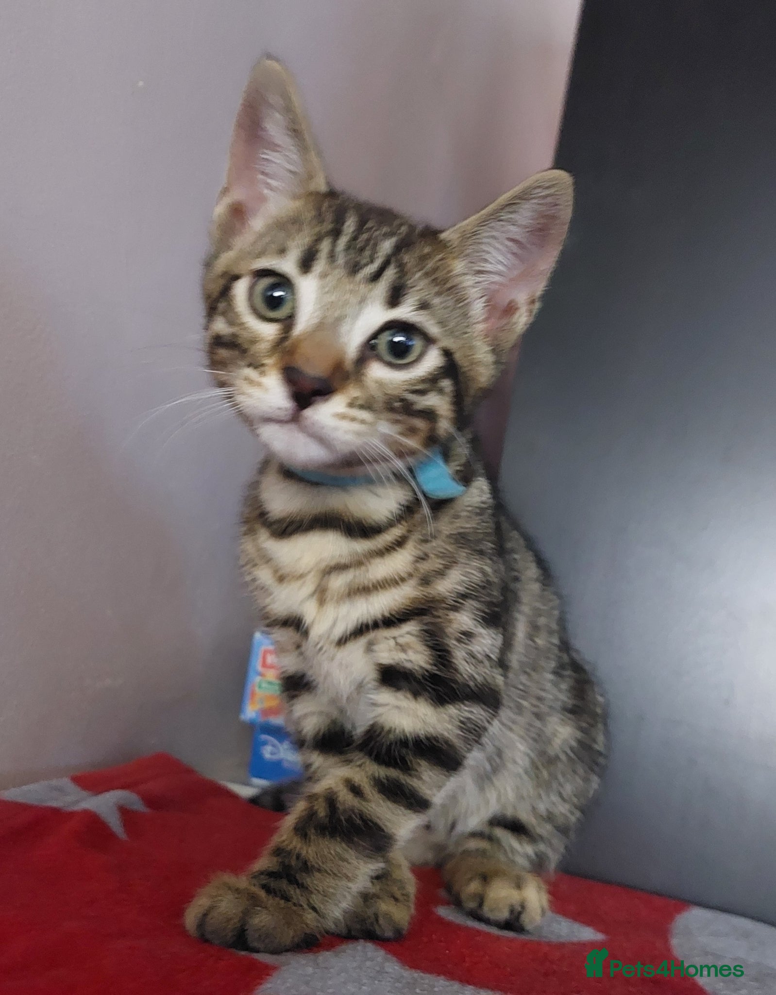 Mixed Breed cats for sale: X Bengal Kitten Mixed Tabby Boy - Advert 10