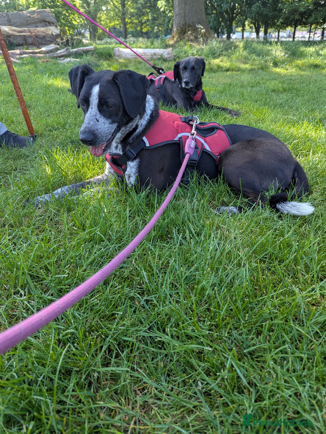Mixed Breed dogs for adoption: TROOPER in Ashbourne - Image 11