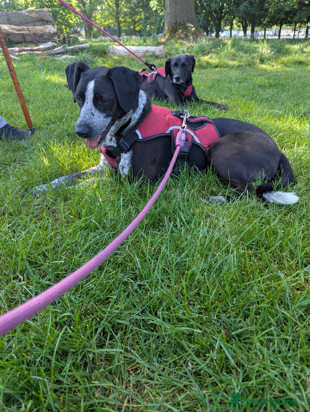 Mixed Breed dogs for adoption: TROOPER in Ashbourne - Advert 11