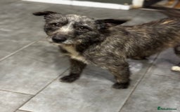 Mixed Breed dogs for adoption: Special Sissy needs her home! - Image 4