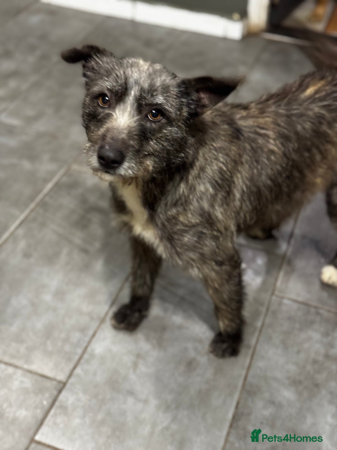 Mixed Breed dogs for adoption: Special Sissy needs her home! - Image 4