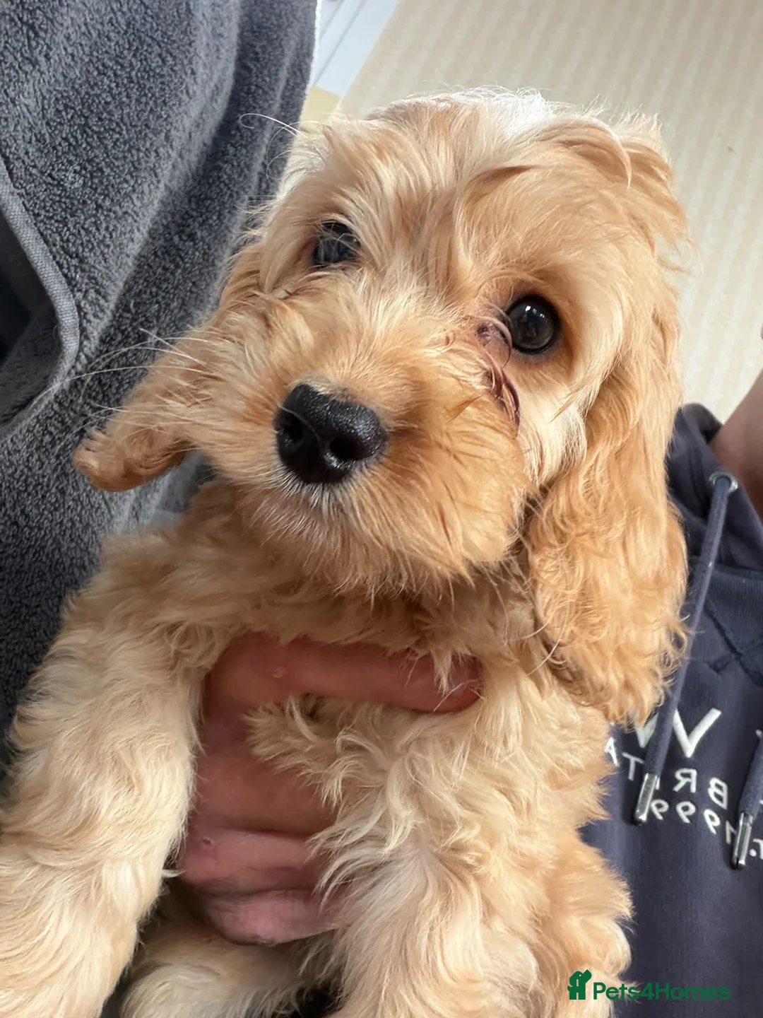 Cockapoo dogs for sale: Cockapoodle puppies  in Southampton - Advert 2