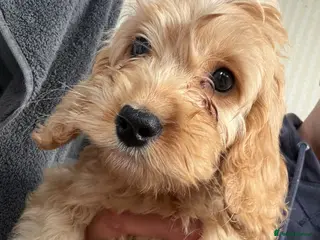 Cockapoo dogs Cockapoodle puppies - Advert 6