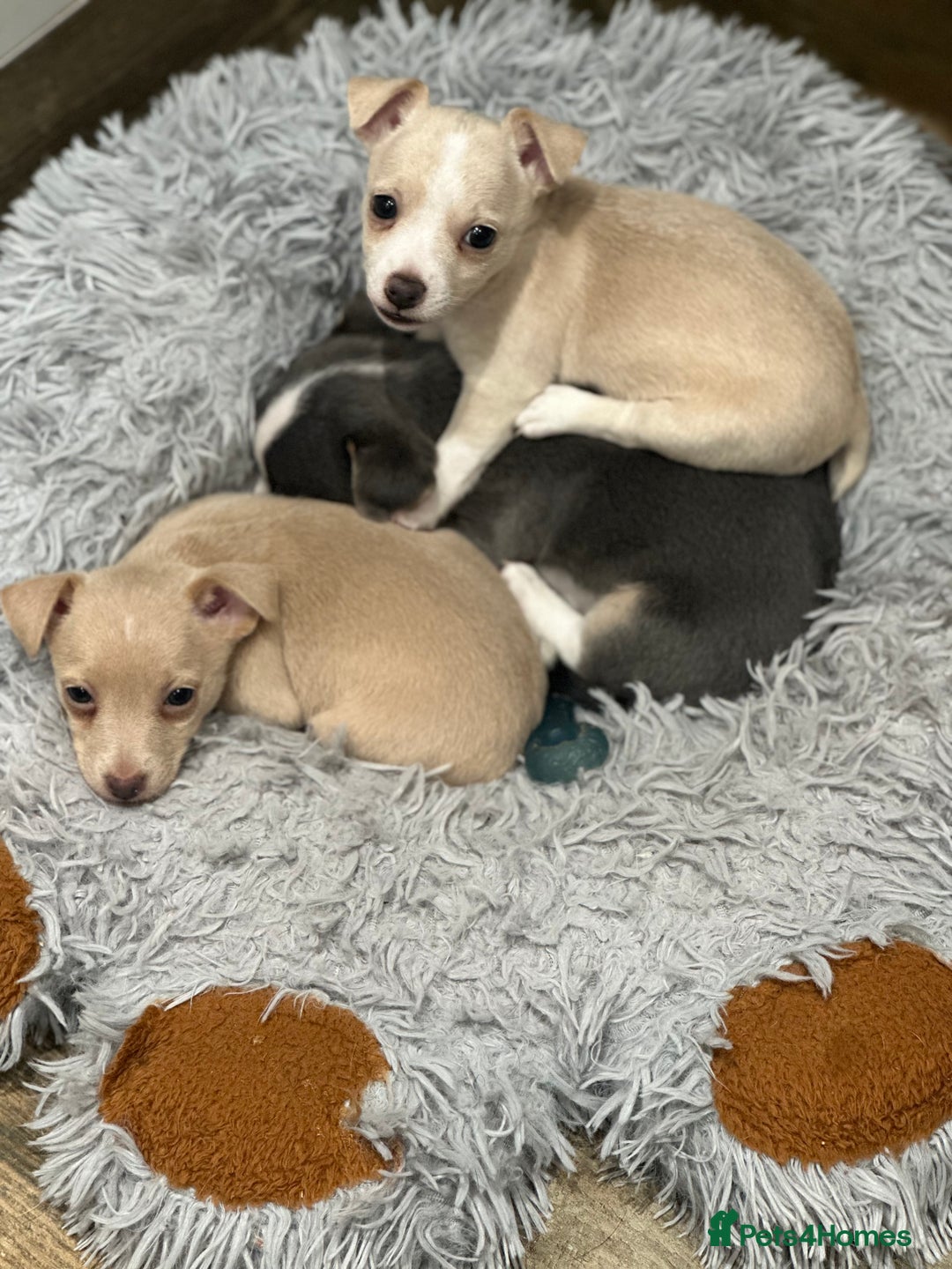 Jack Russell dogs for sale: Jack Russell puppies miniature - Advert 10