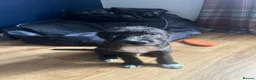 Mixed Breed dogs for sale: Last Pup Seeking Forever Home - Advert 4
