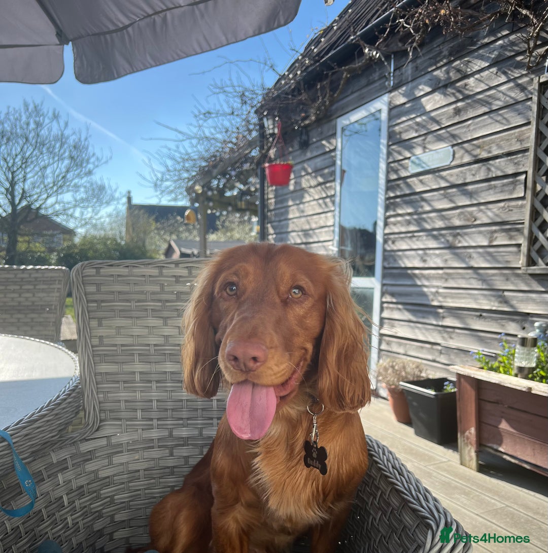 Cocker Spaniel dogs for stud: Handsome Cocker Spaniel with lovely temperament  - Advert 3