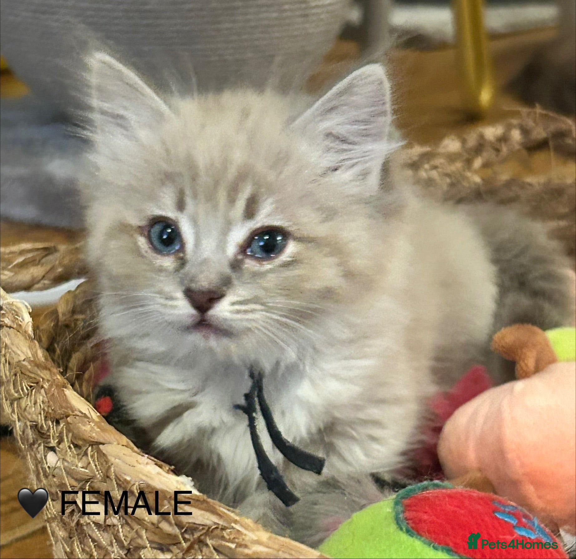 Ragdoll cats PLEASE READ 😻 NEW KITTENS 😻 READY NEXT WEEK  - Advert 2