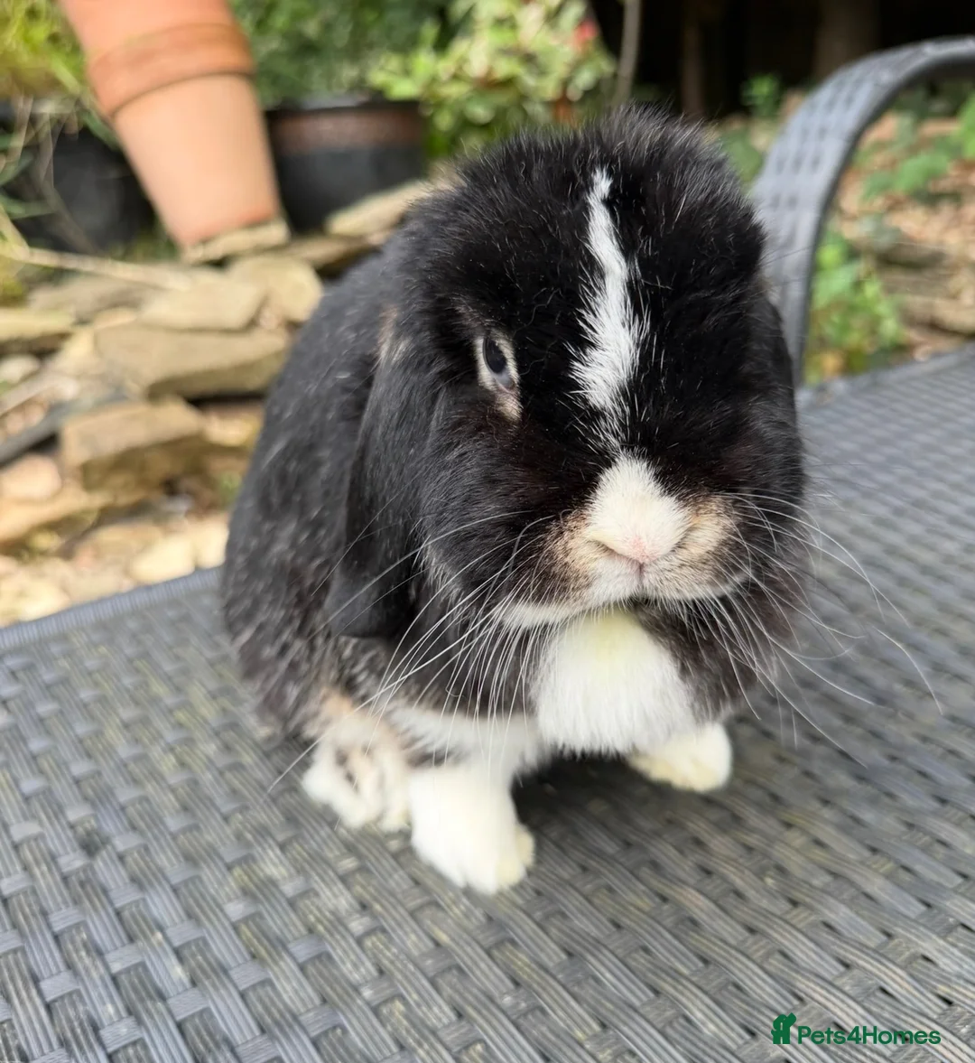 Mini Lop rabbits for sale: Zòa looking for her forever pet home  - Advert 2