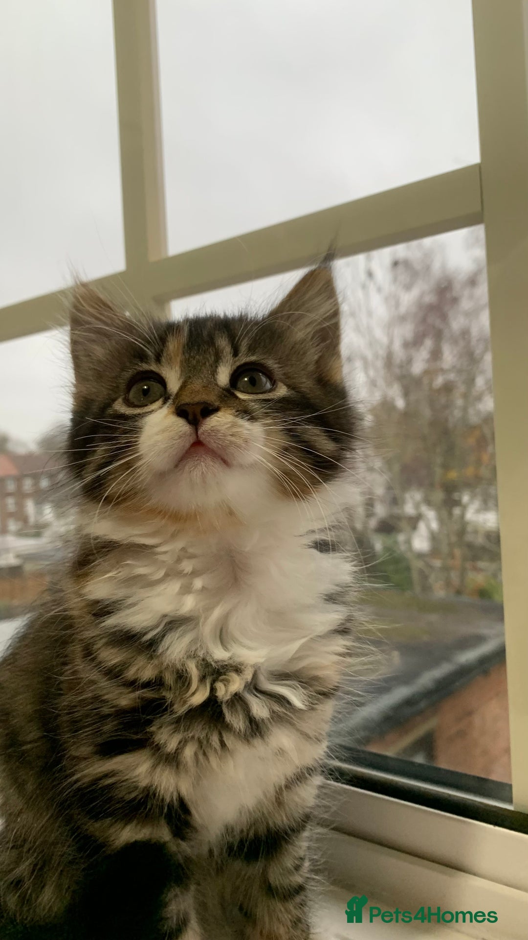 Domestic Shorthair cats for sale: ✨5 Beautiful Kittens Looking for Loving Homes✨ - Advert 7