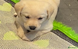 Labrador Retriever dogs for sale: Yellow and Black Labrador puppies  - Image 1