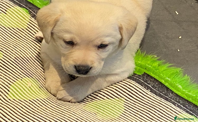 Labrador Retriever dogs - Advert 15
