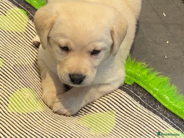 Labrador Retriever dogs - Advert 6