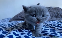 Scottish Fold cats for sale: Scottish Fold kittens for sale 3 Girls 2 Boys  - Advert 6
