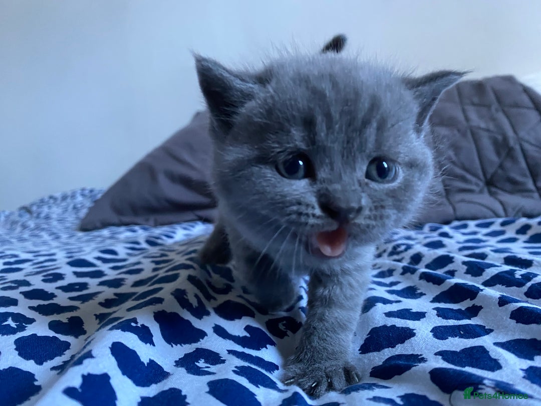 Scottish Fold cats for sale: Scottish Fold kittens for sale 3 Girls 2 Boys  - Advert 6