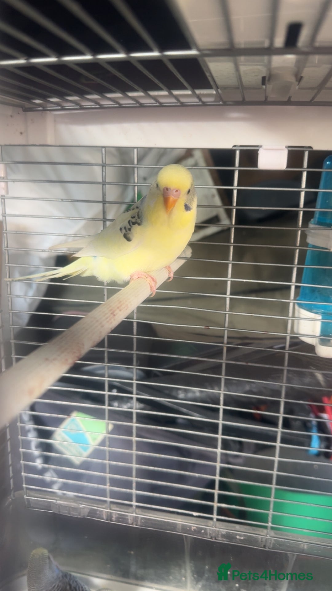 Budgerigars birds for sale: 6 baby budgies for sale  - Image 17