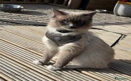 Ragdoll cats for stud: Blue point Ragdoll for stud £300 in Glasgow - Image 4