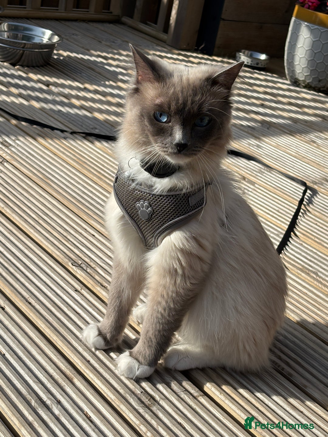 Ragdoll cats for stud: Blue point Ragdoll for stud £300 in Glasgow - Image 4