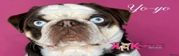 Pug dogs for sale: Panda pugs in Bishop Auckland - Advert 3