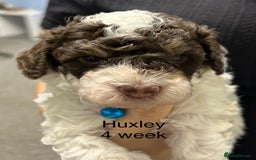 Toy Poodle dogs for sale: Toy poodle boy chocolate and white  - Advert 12